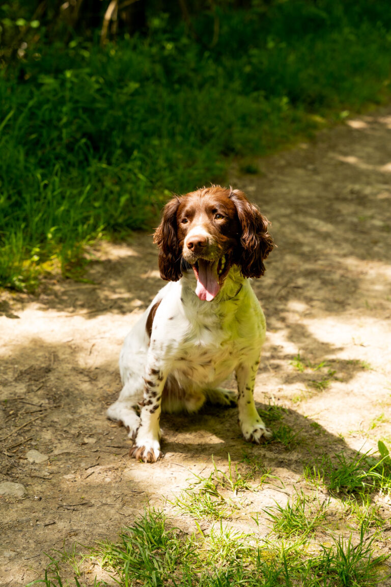Plan Your Next Getaway at Our Dog-Friendly Holiday Parks